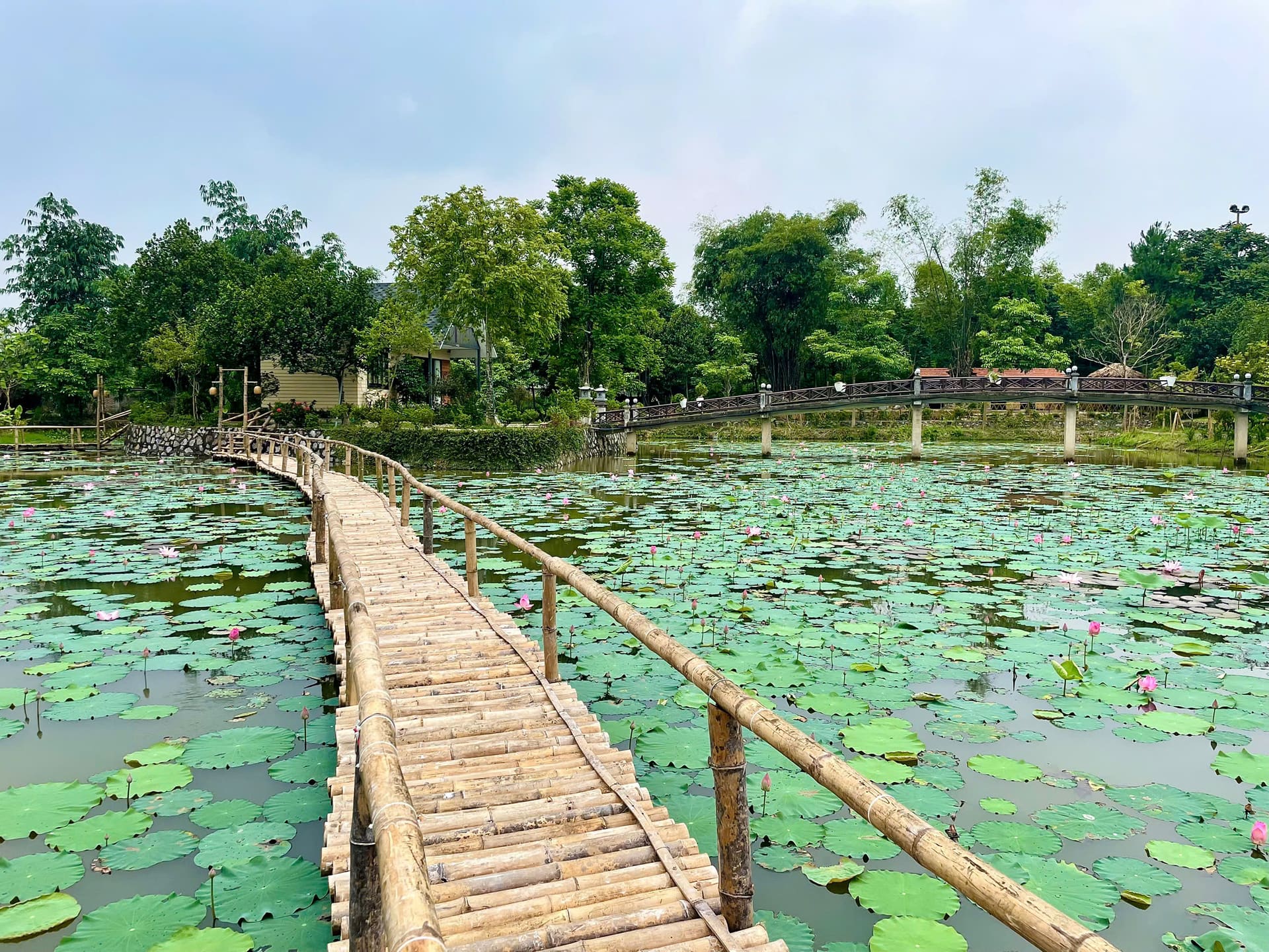 Cầu tre panorama