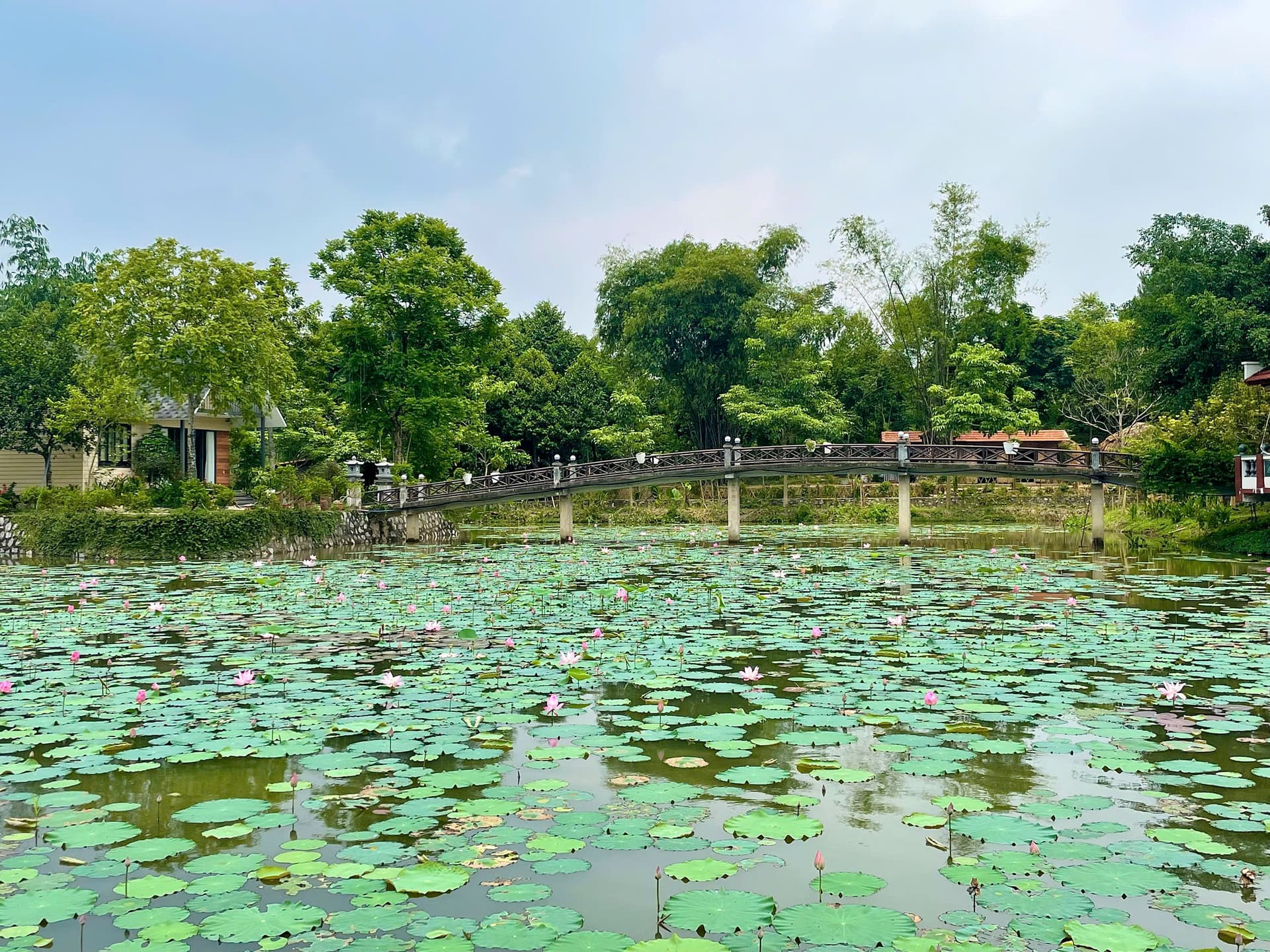 Cầu vòm hồ sen