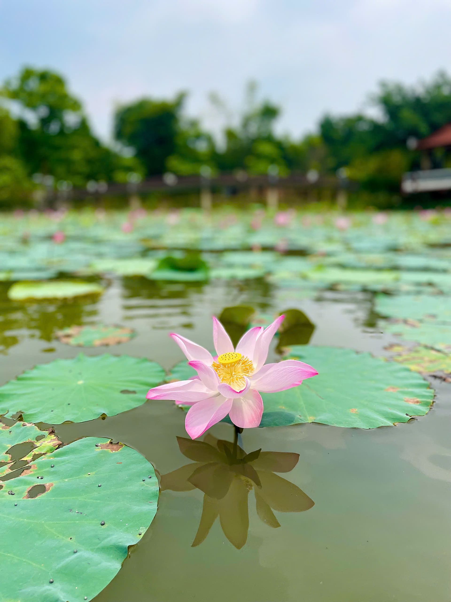 Bông sen hồng Sen Hồ