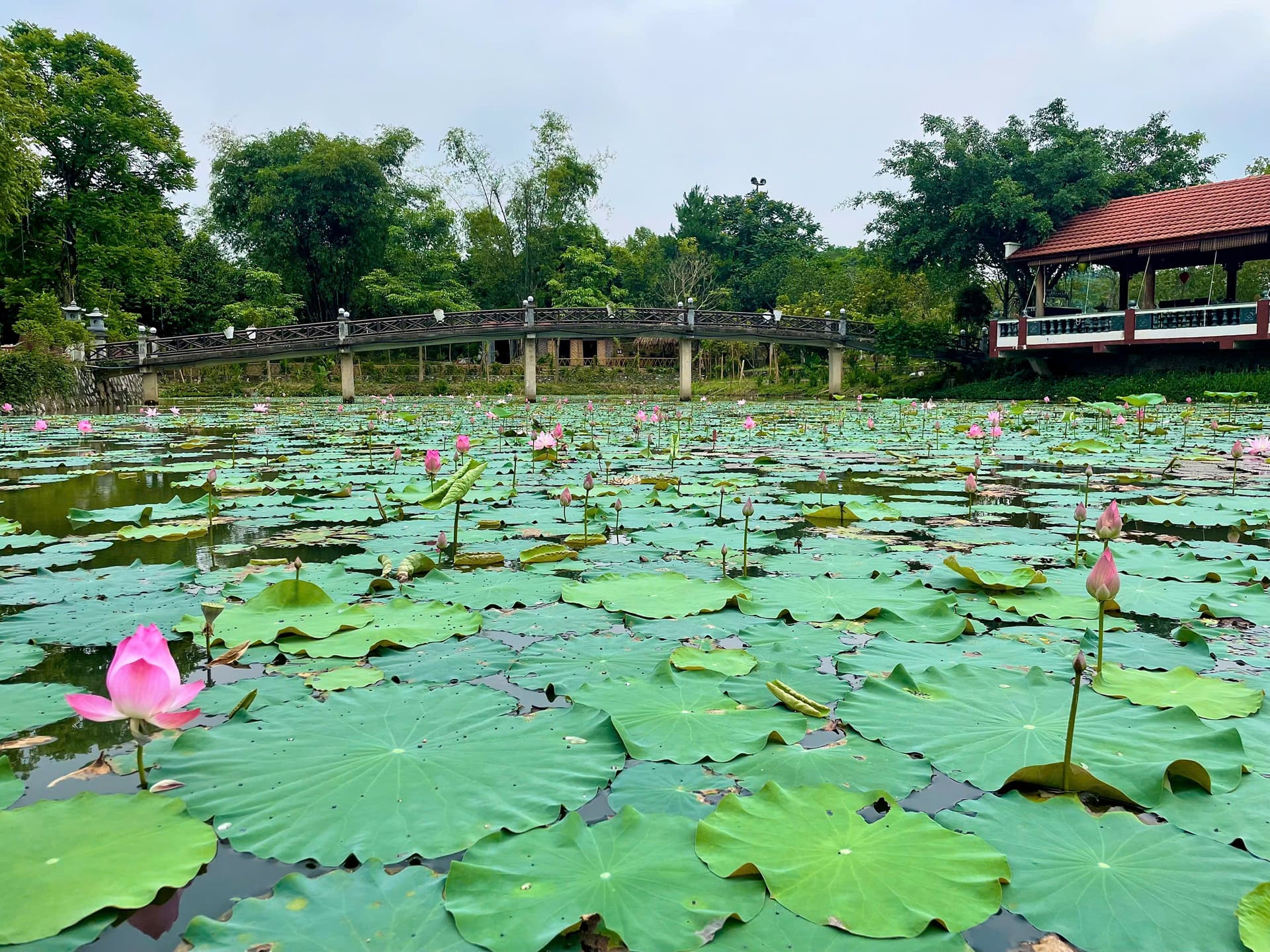 Hồ sen nở đầy